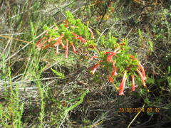 Erica curviflora curviflora