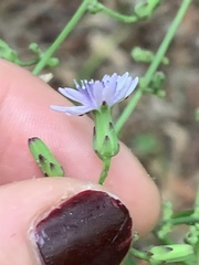 Lactuca floridana