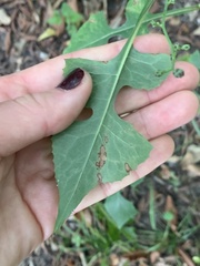 Lactuca floridana