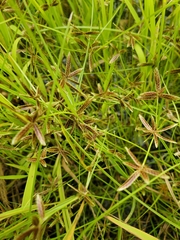 Cyperus bipartitus
