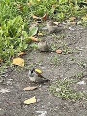 Passer domesticus