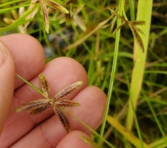 Cyperus bipartitus