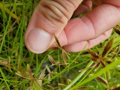 Cyperus bipartitus