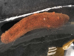 Apostichopus parvimensis