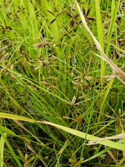 Cyperus bipartitus