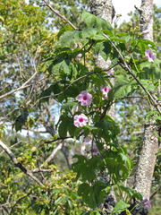 Ipomoea mauritiana