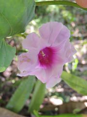 Ipomoea mauritiana