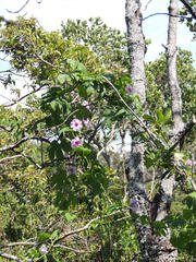 Ipomoea mauritiana