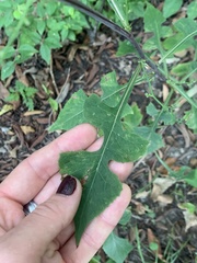 Lactuca floridana