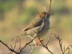 Cisticola subruficapilla