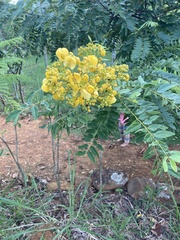 Senna spectabilis