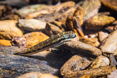 Sicyopterus lagocephalus