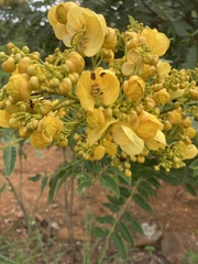 Senna spectabilis