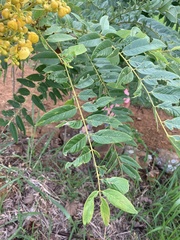 Senna spectabilis