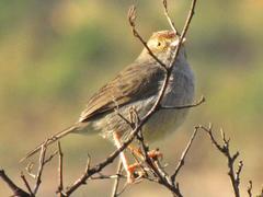 Cisticola subruficapilla