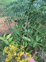 Senna spectabilis