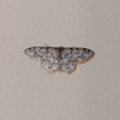 Idaea contiguaria