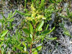 Searsia laevigata laevigata