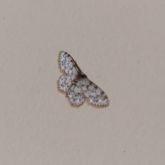 Idaea contiguaria