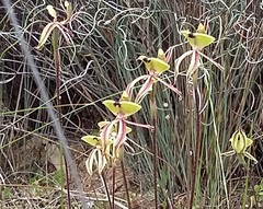 Caladenia roei