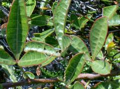 Searsia laevigata laevigata