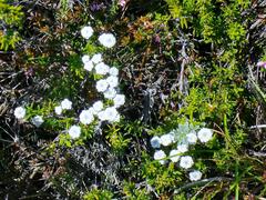 Phylica selaginoides