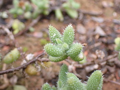Delosperma echinatum
