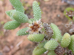 Delosperma echinatum