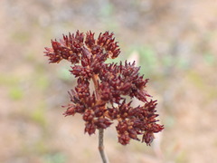 Crassula mesembryanthoides