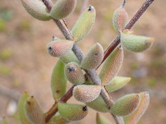 Crassula mesembryanthoides