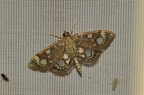Anania coronata