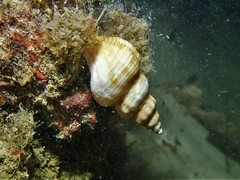 Propefusus australis