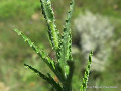 Wahlenbergia cuspidata
