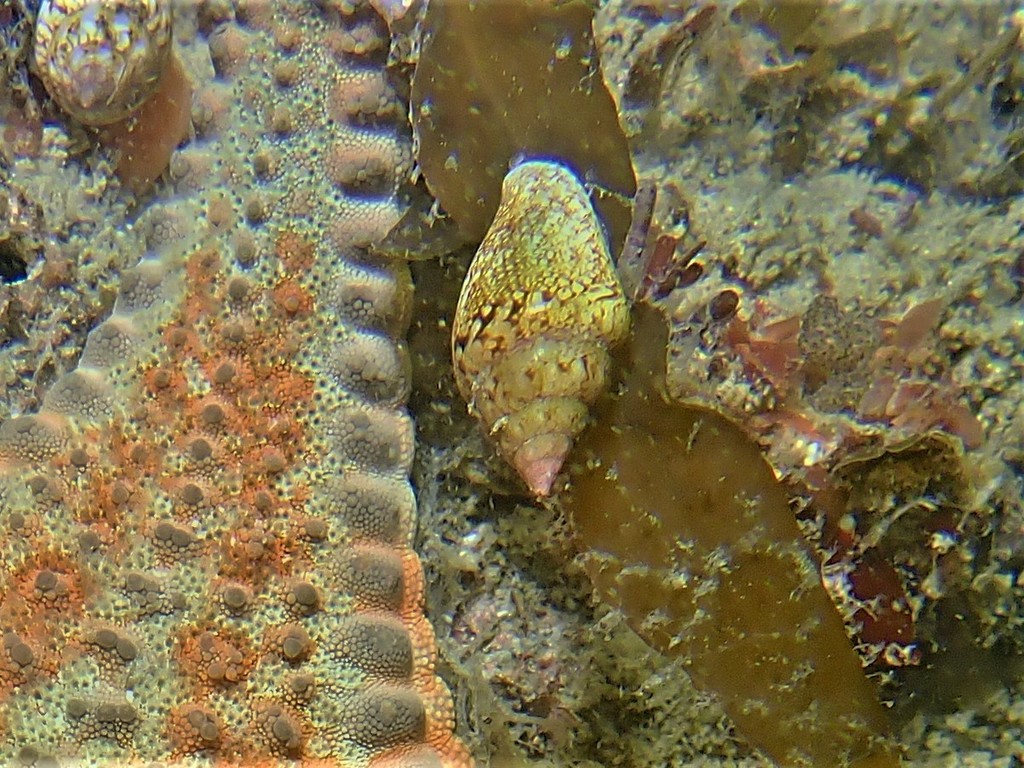 Euplica bidentata