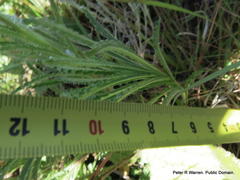 Wahlenbergia cuspidata