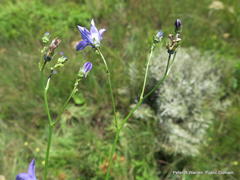 Wahlenbergia cuspidata