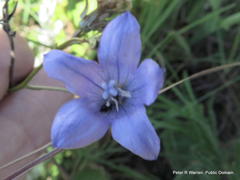 Wahlenbergia cuspidata
