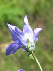 Wahlenbergia cuspidata