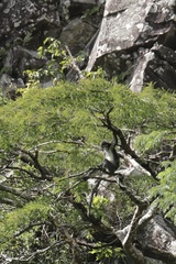 Trachypithecus phayrei