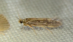 Agraylea