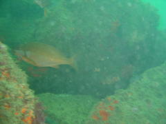 Chirodactylus brachydactylus