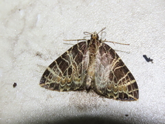 Evecliptopera illitata