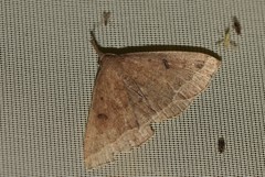 Zanclognatha zelleralis