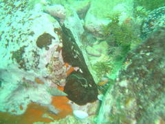 Chorisochismus dentex