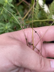 Carex brunnescens sphaerostachya