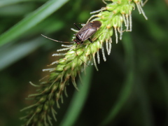 Adelphocoris triannulatus