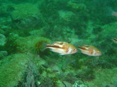 Chrysoblephus laticeps