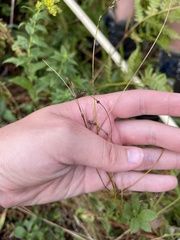 Carex brunnescens sphaerostachya