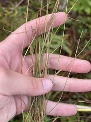 Carex brunnescens sphaerostachya