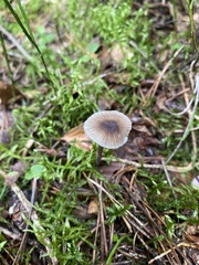 Mycena aurantiomarginata
